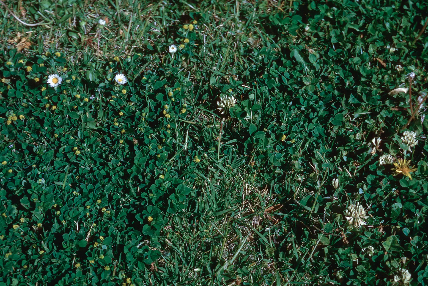 Medicago imperfecta