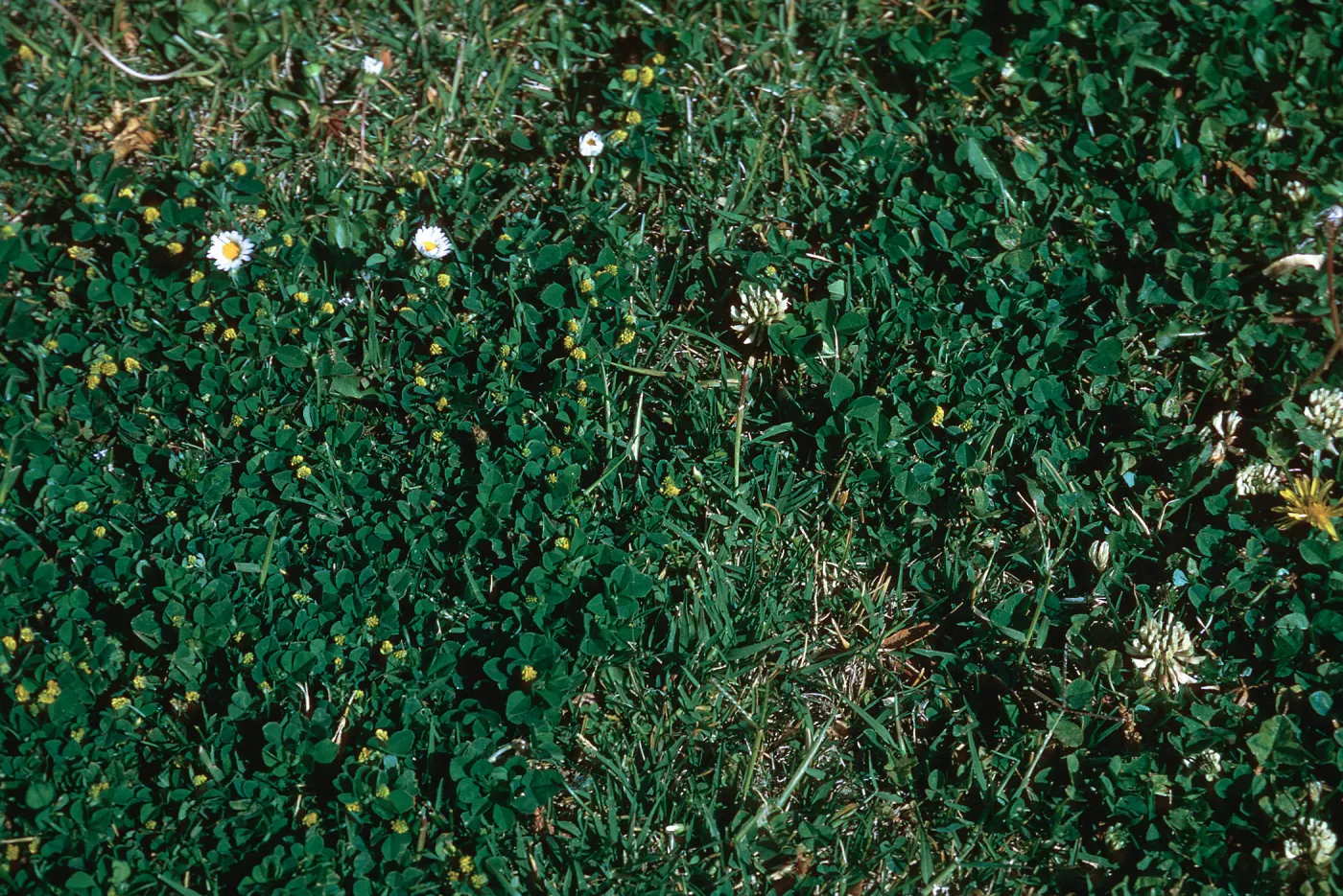 Medicago imperfecta