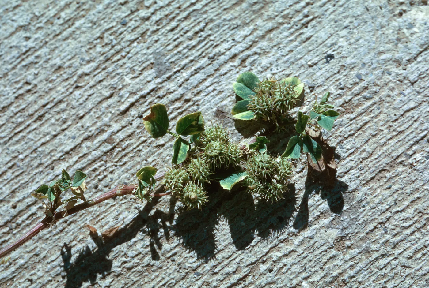 Medicago denticulata fruit