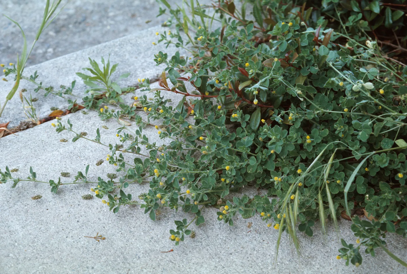 Medicago imperfecta