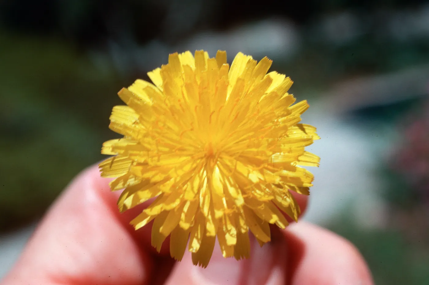 Hypochoeris flower