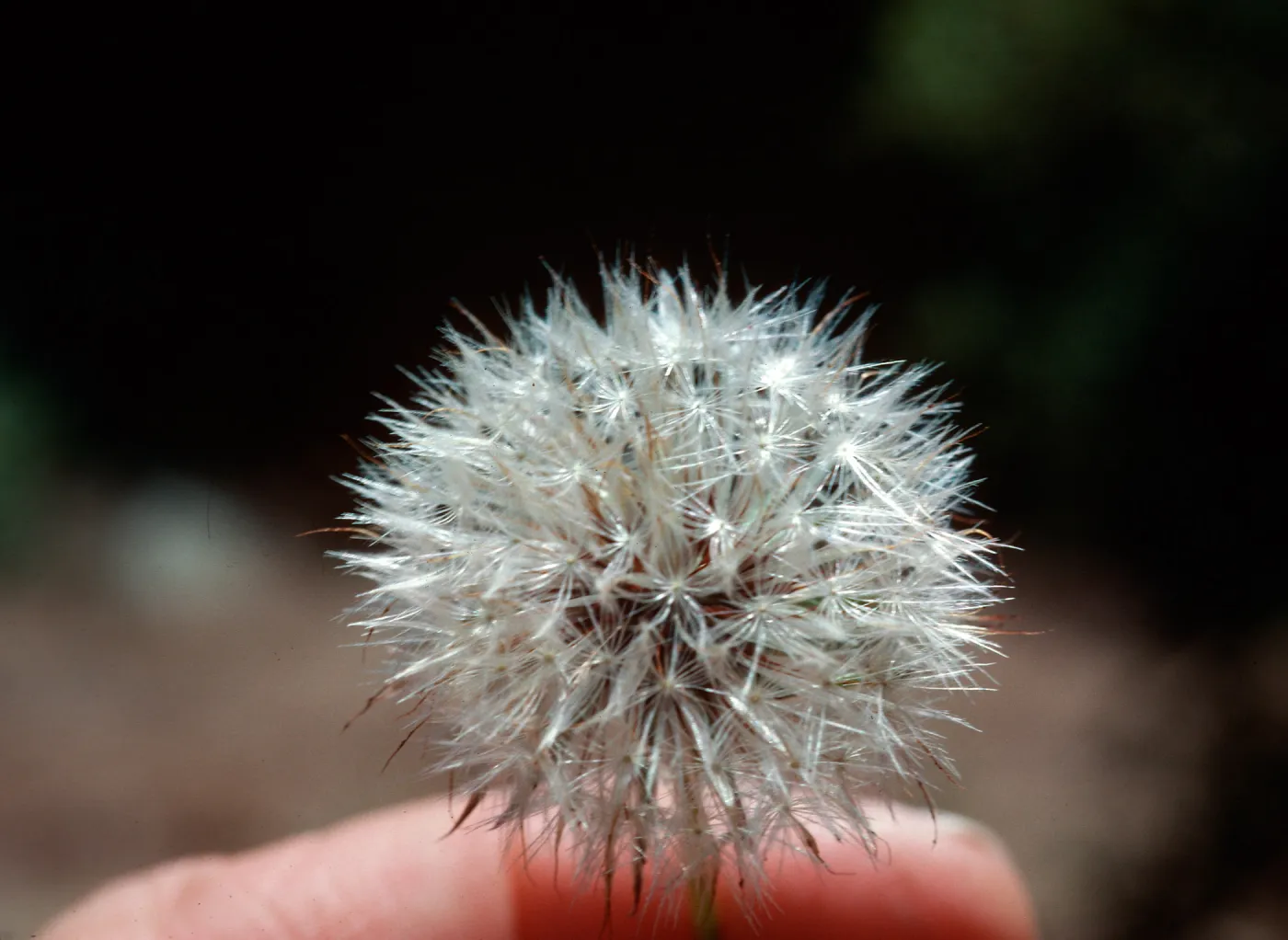 Hypochoeris fruit