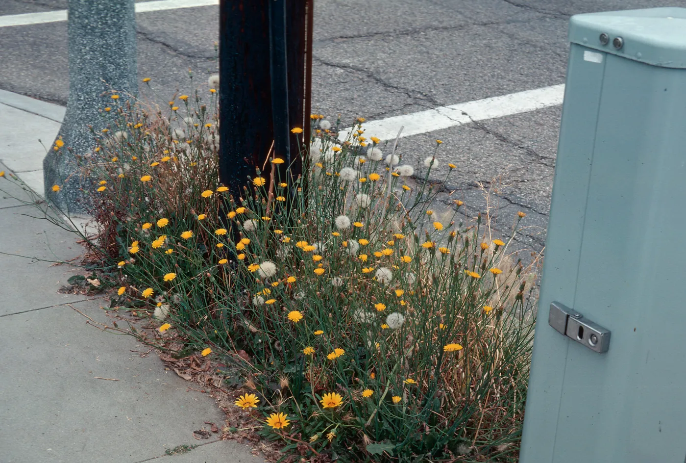 Hypochoeris