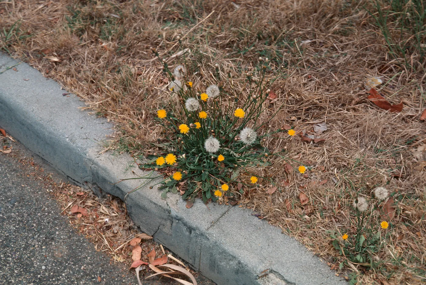 Hypochoeris