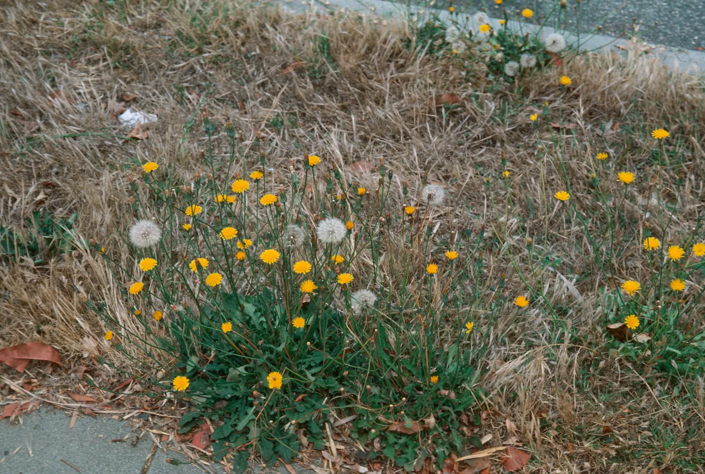 Hypochoeris
