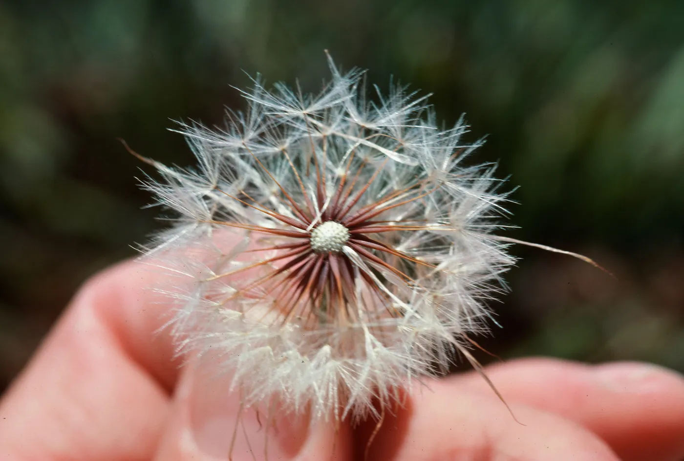 Hypochoeris fruit