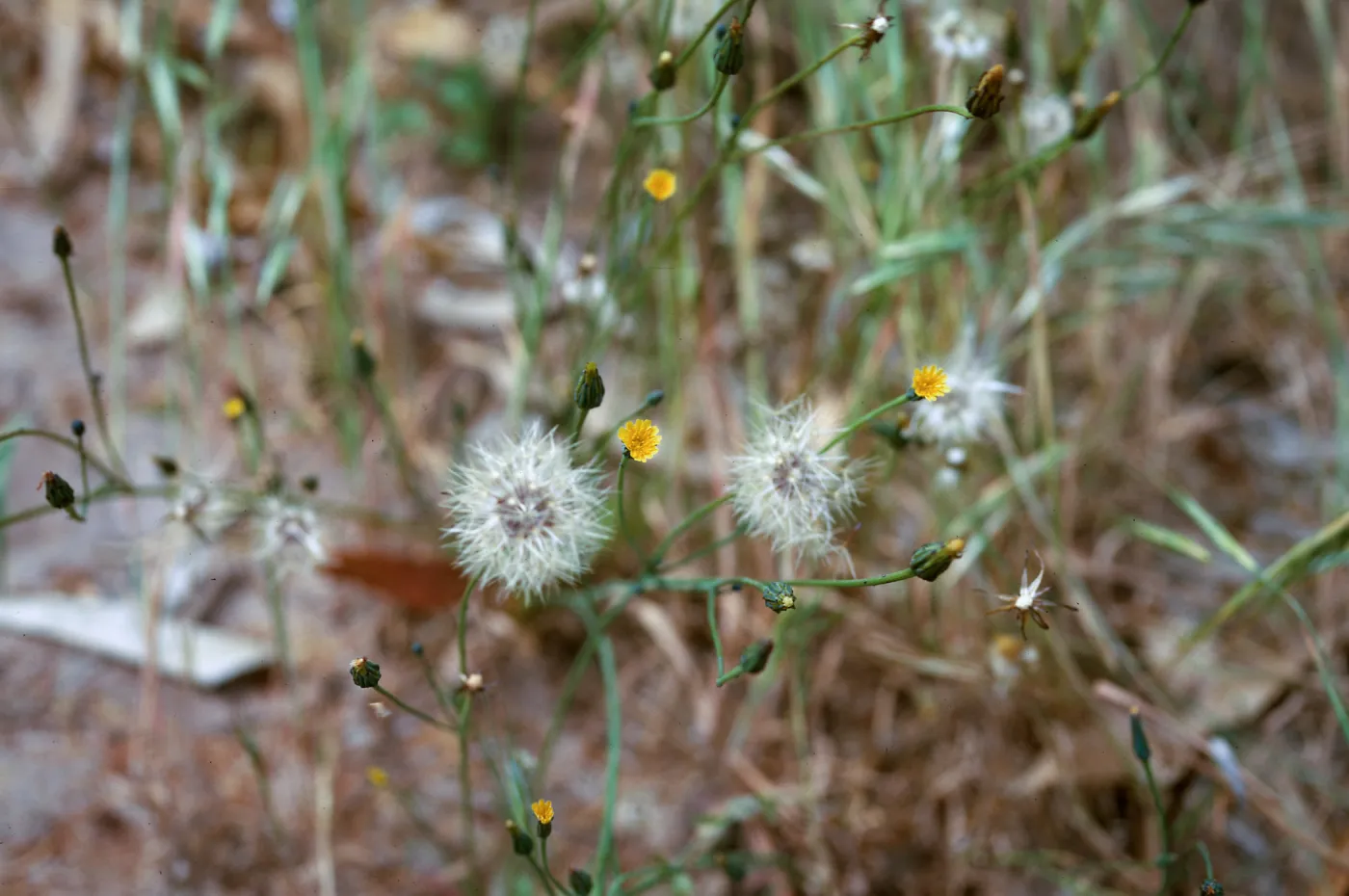 Hypochoeris glabra