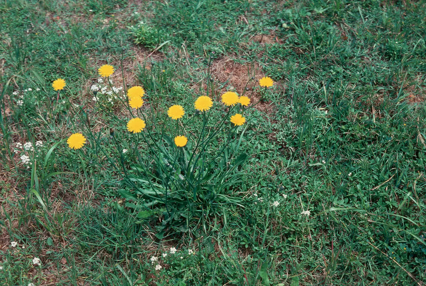 Hypochoeris radicata