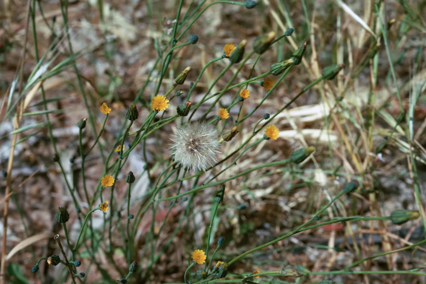 Hypochoeris glabra