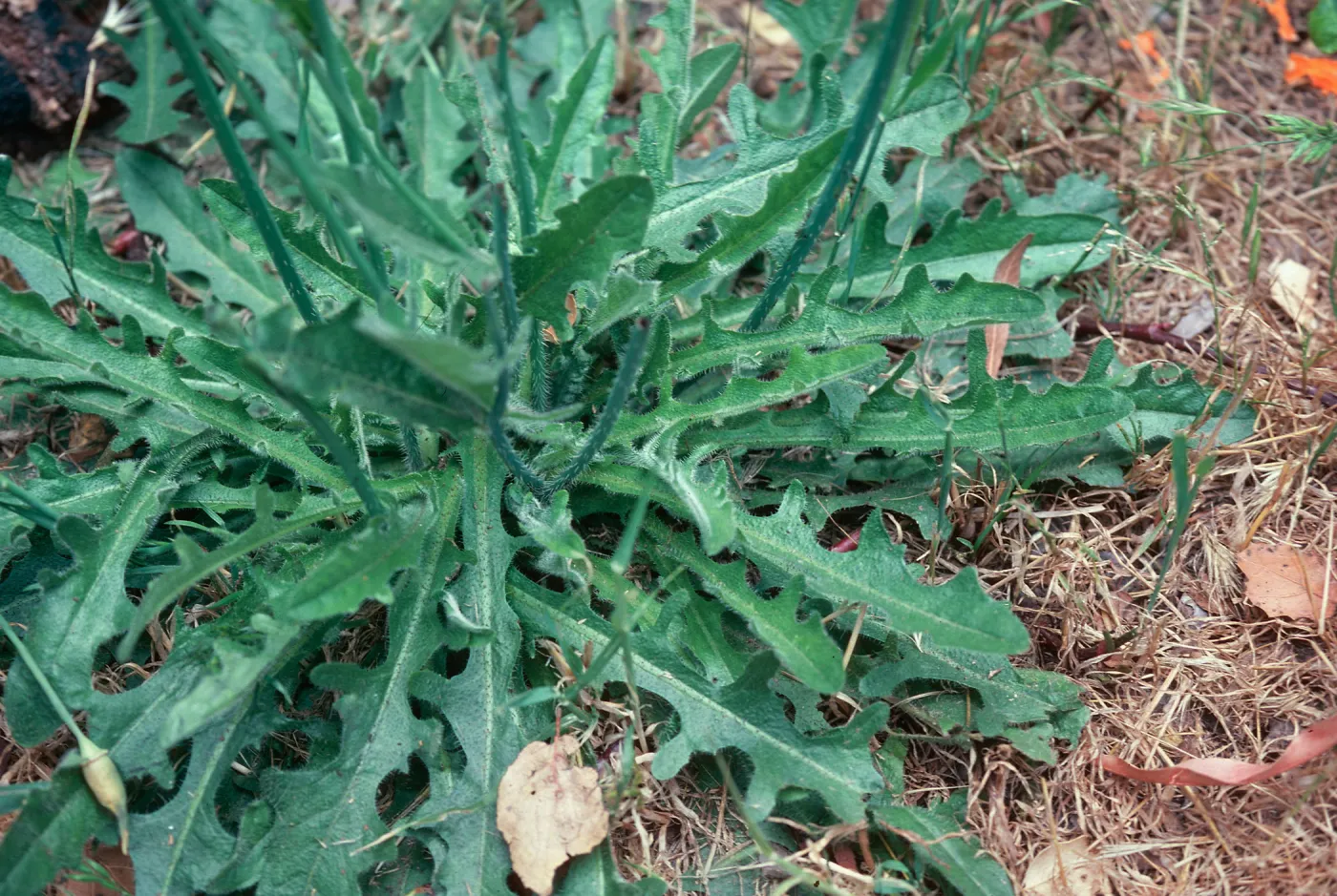 Hypochoeris radicata leaves