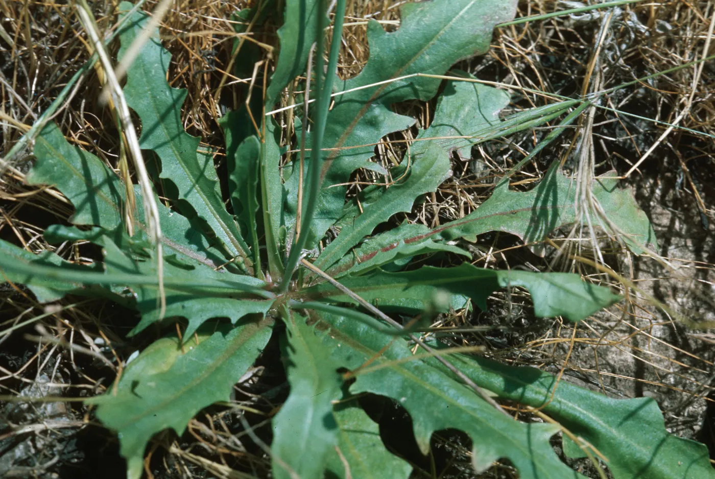 Hypochoeris glabra leaves