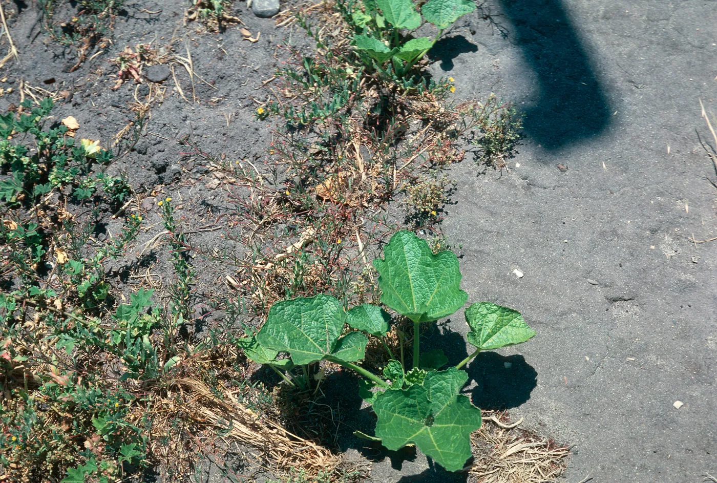 Hollyhock