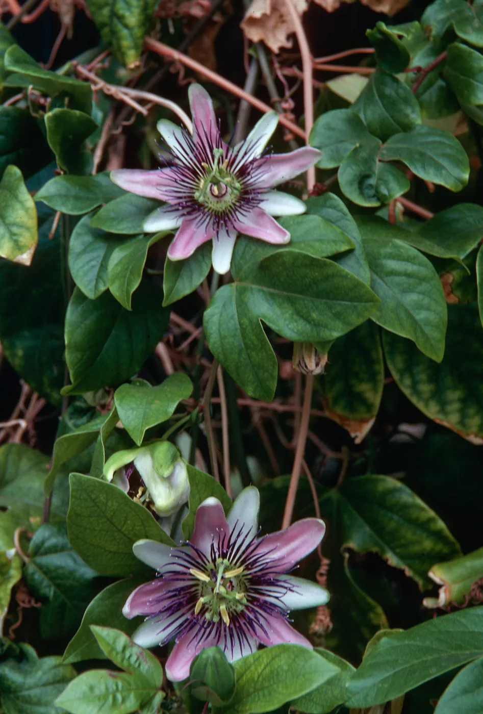 Passion Flower, near Susan's