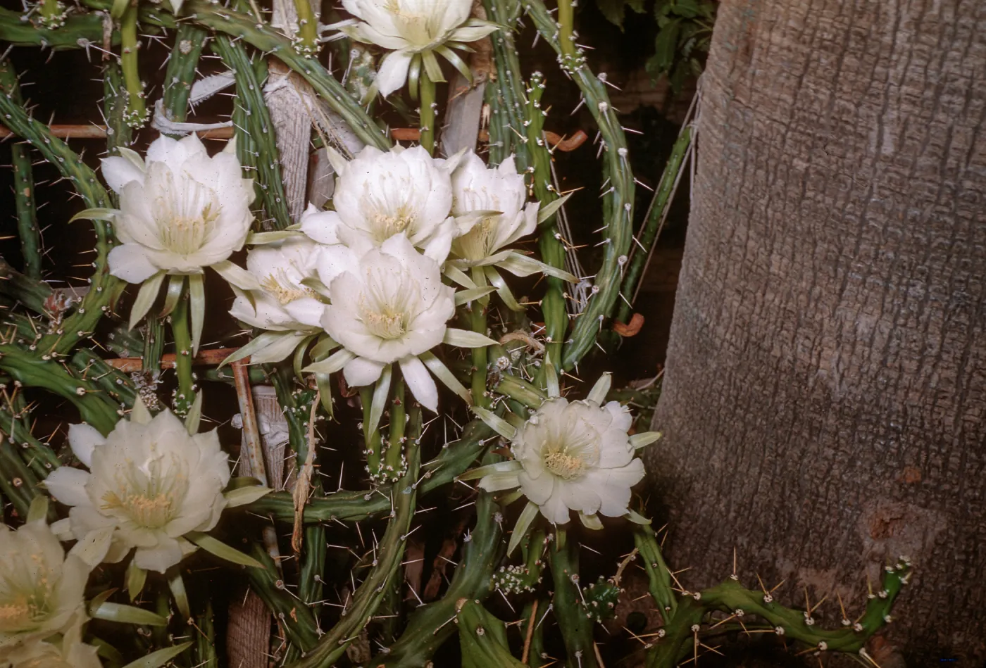 Night Blooming Cereus