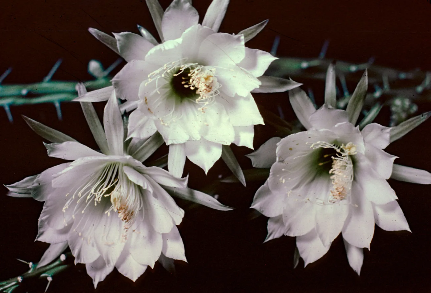 White Lady, Cereus