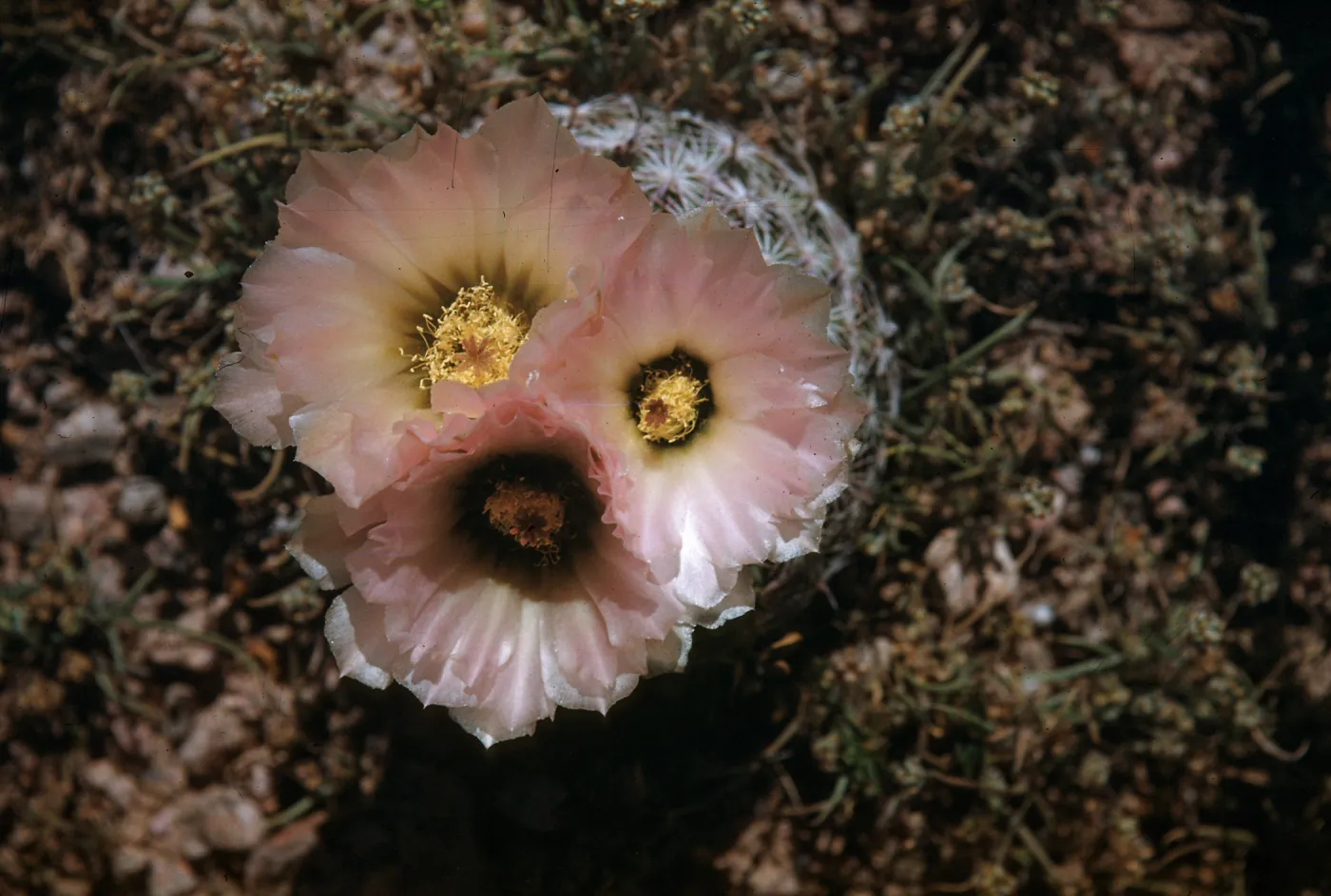 Echinomastus erectocentrus, Arizona