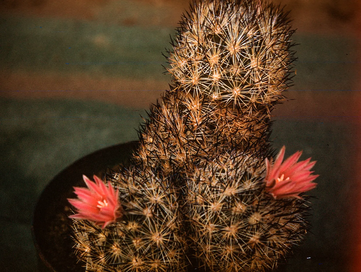 Coryphantha alversoni, Joshua Tree National Monument