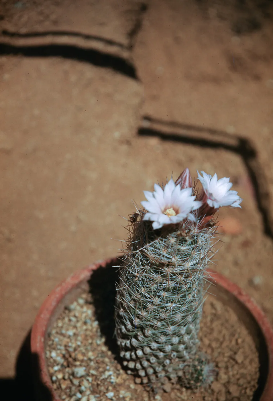 Escobaria, Texas
