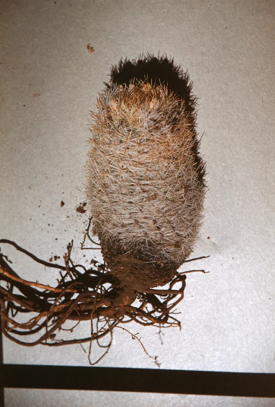 Escobaria species