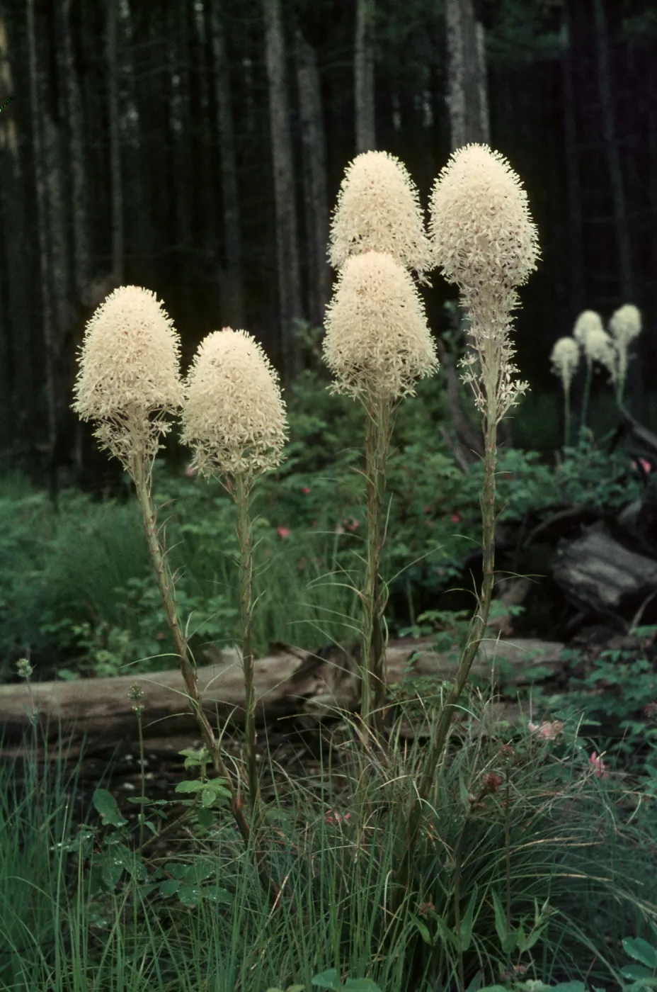 Xerophyllum tenax, West Glacier, Montana