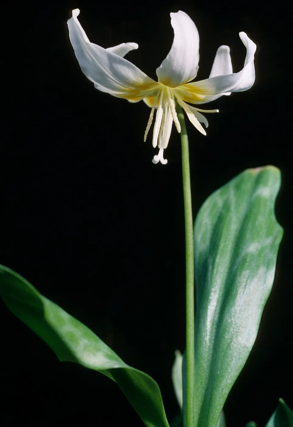 Erythronium multiscapideum, Cult.