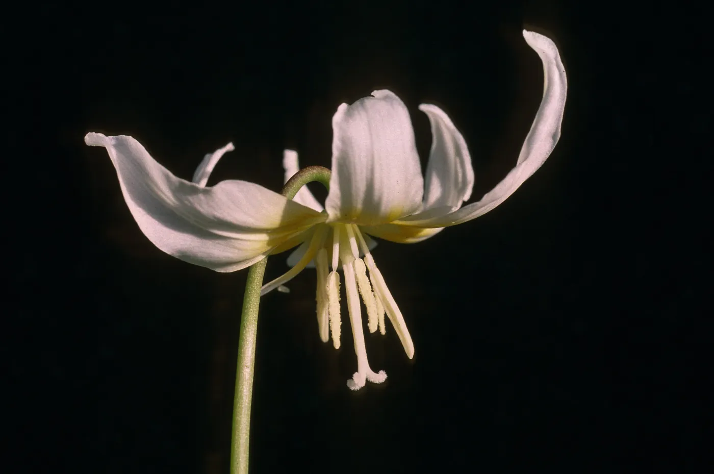Erythronium multiscapideum, Cult.