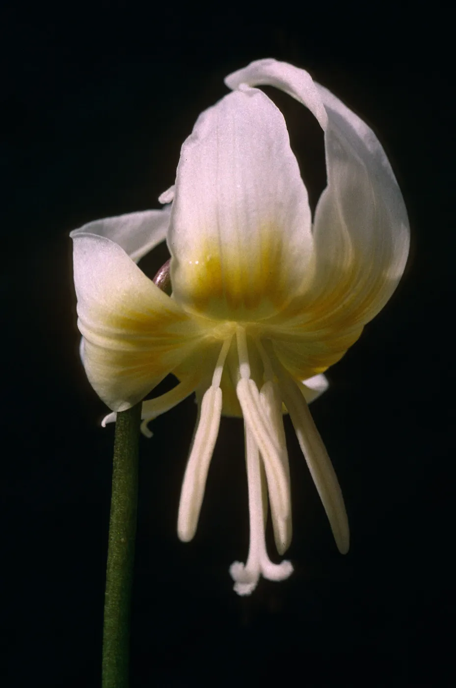 Erythronium multiscapideum, Cult.