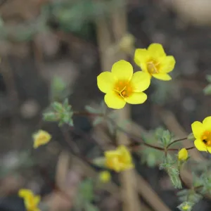 Leptosiphon aureus