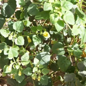 Physalis