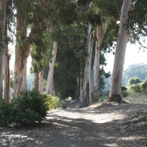 TEAWET, Santa Cruz Island field trip, 2009, Eucalyptus grove