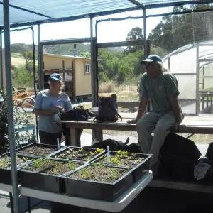 Growing Solutions Nursery, SBBG Field Trip to Santa Cruz Island, 2011