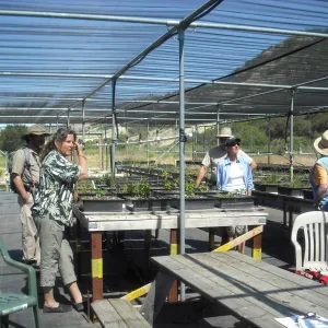 Growing Solutions Nursery, SBBG Field Trip to Santa Cruz Island, 2011