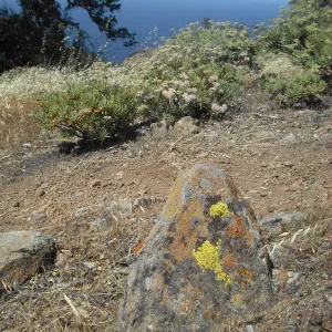 lichen covered rock, Diablo Peak, SBBG Field Trip to Santa Cruz Island, 2011