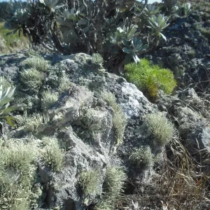 lichen covered rock, Lagunitas Secas Road, SBBG Field Trip to Santa Cruz Island, 2011