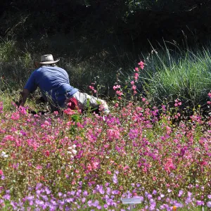 volunteer gardener, weeding in the Meadow, clarkia, wildflowers, SBBG