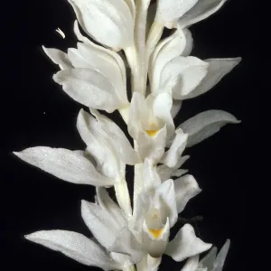 Cephalanthus austinae close