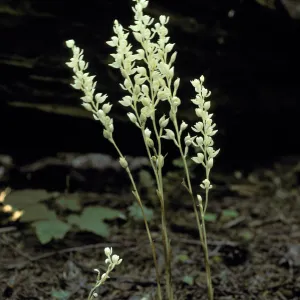 Cephalanthus austinae3