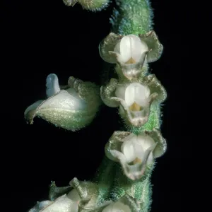 Goodyera flower close-up