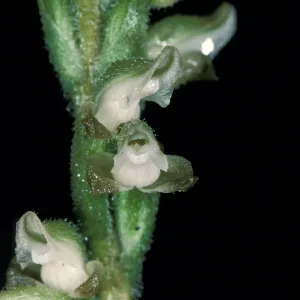Goodyera flower close-up
