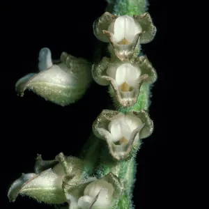Goodyera flower close-up