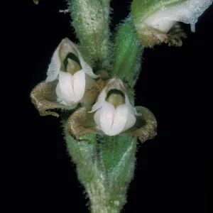 Goodyera flower close-up
