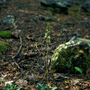 Goodyera flower