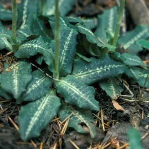 Goodyera leaves