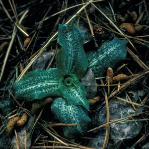 Goodyera leaves