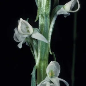 Platanthera dilitata