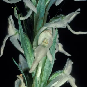 Platanthera dilitata close-up