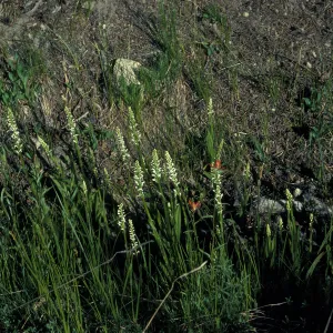 Platanthera dilitata habitat