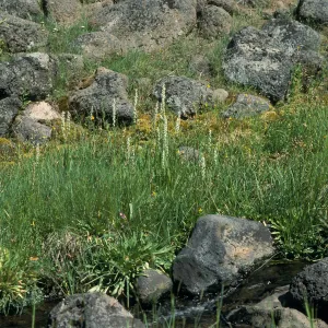Platanthera dilitata