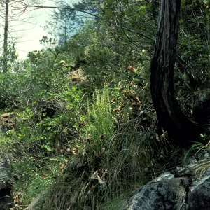 Platanthera sparsiflora habitat