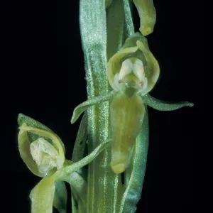 Platanthera sparsiflora tescamnis